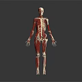 Detailed 3D Human Limbs Anatomical Model Displaying Skeleton And Muscle Structure