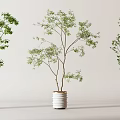 Various Style Green Bonsai Potted Plants in White Ceramic Pots for Indoor Decor