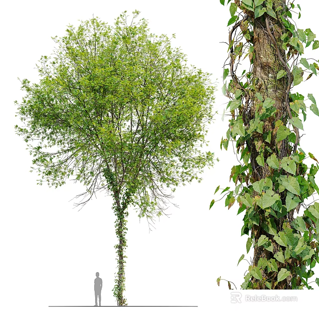 Lush Green Leaf Tree and Climbing Ivy Plant Combination with Wrapped Trunk and Foliage 3d model 