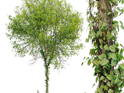 Lush Green Leaf Tree and Climbing Ivy Plant Combination with Wrapped Trunk and Foliage 3d model