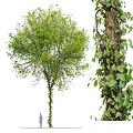 Lush Green Leaf Tree and Climbing Ivy Plant Combination with Wrapped Trunk and Foliage