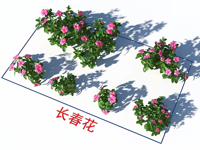 Periwinkle Plants With Pink Flowers And Green Leaves In Multiple Clusters Display With Shadows 3d model