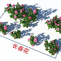 Periwinkle Plants With Pink Flowers And Green Leaves In Multiple Clusters Display With Shadows