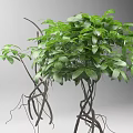 Lush Green Vine Plant With Twisted Branches Fresh Leaves And Natural Growth