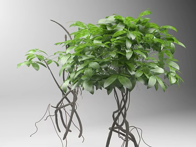 Lush Green Vine Plant With Twisted Branches Fresh Leaves And Natural Growth 3d model