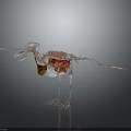 Transparent Bird Skeleton Model With Visible Red And Orange Internal Organs Against Dark Background 3d model