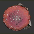 Red Mushroom Pink Cap With White Spots Light Stem Surrounded By Dead Leaves Soil