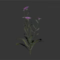Vibrant Plant with Multiple Purple Flowers Green Leaves and Slender Stems
