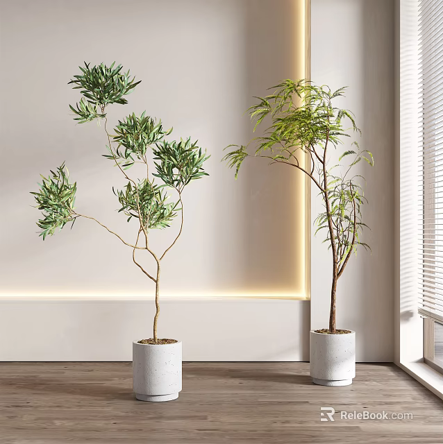 Lush Bonsai Bamboo Plants In White Ceramic Pots For Indoor Decor With Natural Light 3d model 