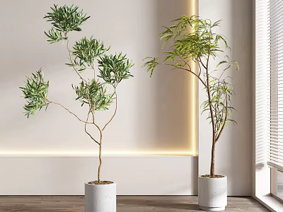 Lush Bonsai Bamboo Plants In White Ceramic Pots For Indoor Decor With Natural Light 3d model