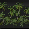 Various Green Plants Including Tall Palm Trees and Low Leafy Shrubs in Natural Scene