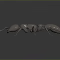 Realistic Metallic Ant 3D Model With Shiny Surface On Dark Background 3d model