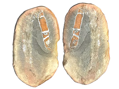 Dual Natural Stone Pieces With Wood Grain Textures In Decorative 3d model