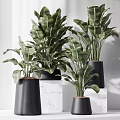 Bonsai Potted Plants With Large Green Leaves In Black Conical Pots On Marble Stands