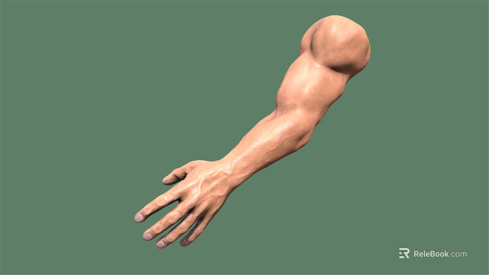 Muscular Male Arm 3D Model With Extended Hand On Green Background 3d model 
