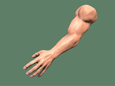 Muscular Male Arm 3D Model With Extended Hand On Green Background 3d model