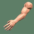 Muscular Male Arm 3D Model With Extended Hand On Green Background