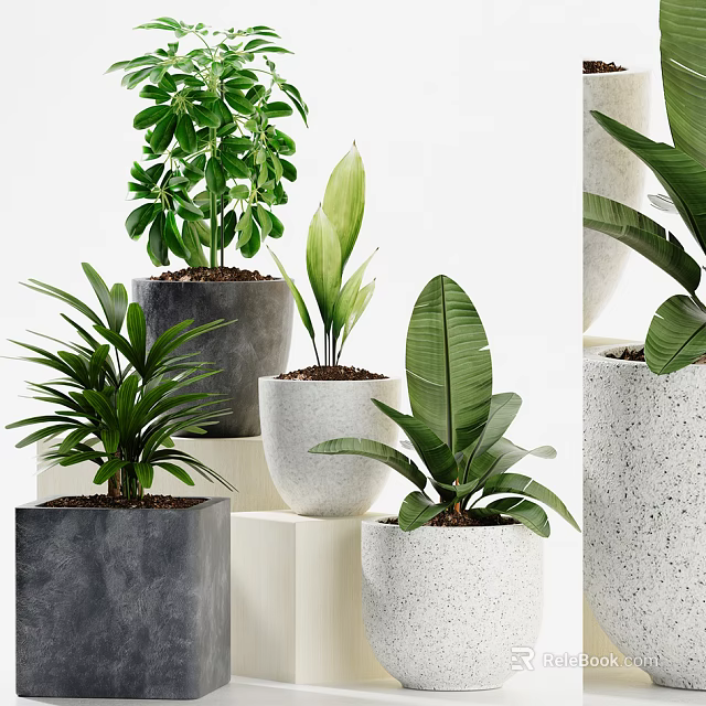 Modern Indoor Potted Plants In Concrete And White Pots On Decorative Stands 3d model 