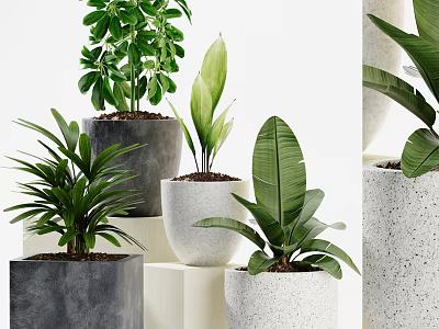 Modern Indoor Potted Plants In Concrete And White Pots On Decorative Stands 3d model
