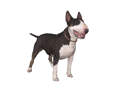 Pet Dog Bulldog Bullhead Terrier Small Dog Wang Xingren Dog Pet Store Pet Food 3d model