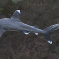 Silver Gray Shark With Sharp Dorsal Fin And Powerful Tail Swimming In Natural Aquatic Habitat