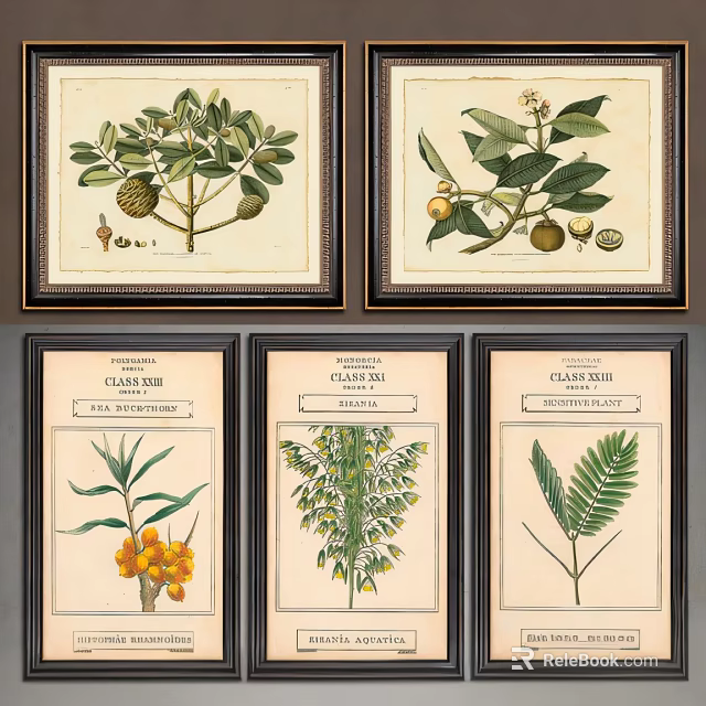 Vintage Framed Botanical Art Prints with Plant Details and Labels 3d model 
