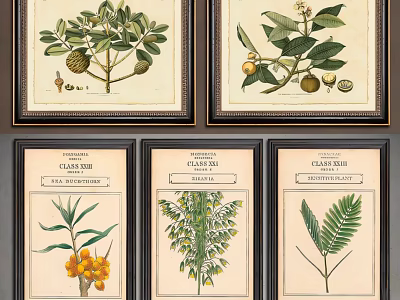 Vintage Framed Botanical Art Prints with Plant Details and Labels 3d model