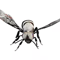 Detailed Black And White Striped Bee With Patterned Wings And Red Accents 3d model