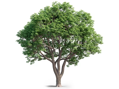 Tall Green Arbor Tree With Thick Trunk And Lush Foliage Canopy 3d model