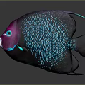 Vibrant Deep Purple Fish With Blue Spots And Blue Eyes On Gray Background