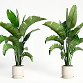 Large Leaf Potted Plants in White Pots for Indoor Decorative 3d model