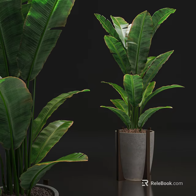 Tall Bonsai Potted Plant With Broad Green Leaves In Modern Concrete Planter For Home Decor 3d model 