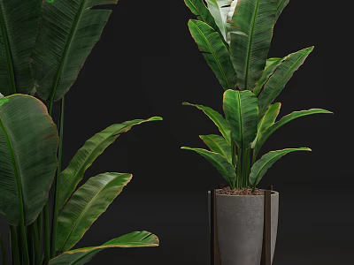 Tall Bonsai Potted Plant With Broad Green Leaves In Modern Concrete Planter For Home Decor 3d model