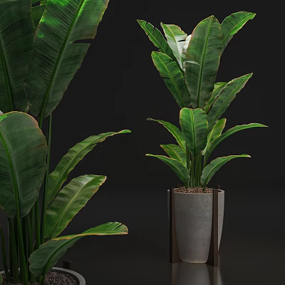 Tall Bonsai Potted Plant With Broad Green Leaves In Modern Concrete Planter For Home Decor 3d model