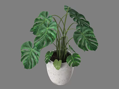 Green Monstera Potted Plant With Large Textured Leaves In White Ceramic Pot 3d model