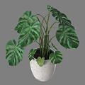 Green Monstera Potted Plant With Large Textured Leaves In White Ceramic Pot