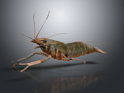 Detailed Realistic Green Brown Shrimp With Long Antennae In Dynamic Pose 3d model