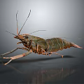 Detailed Realistic Green Brown Shrimp With Long Antennae In Dynamic Pose