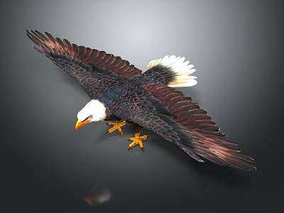 Majestic Eagle Spreading Wings With White Head And Yellow Beak Claws 3d model