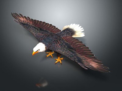 modern eagle bald eagle 3d model