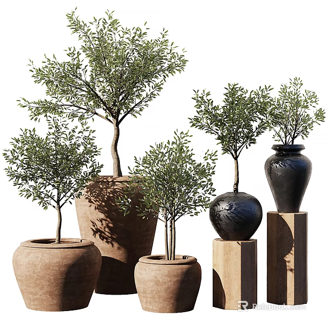 Stylish Decorative Potted Olive Plants With Terracotta And Black Ceramic Pots On Wooden Stands 3d model 