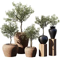 Stylish Decorative Potted Olive Plants With Terracotta And Black Ceramic Pots On Wooden Stands