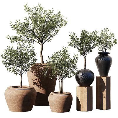 Stylish Decorative Potted Olive Plants With Terracotta And Black Ceramic Pots On Wooden Stands 3d model