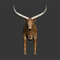 Brown and white spotted longhorn cattle standing on dark background with reflection