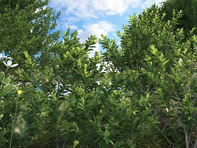 Lush Green Shrubs With Dense Foliage In Outdoor Space Under Sunlight And Blue Sky 3d model