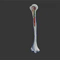 Long Bone Anatomical Model Showing Internal Structure And Red Marrow 3d model
