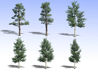 Various Arbor Tree Species Displaying Different Foliage Shapes And Trunk Structures 3d model