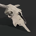 Detailed Isolated White Cow Skull with Horns on Dark Background