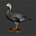 Taxidermy Goose With Gray and White Plumage Standing on Wooden Base Display Decoration