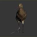 Brown Bird With Long Beak Slender Legs Standing Posture Against Dark Background 3d model